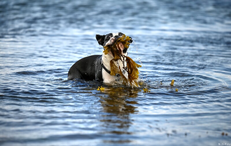 "Vandhund"