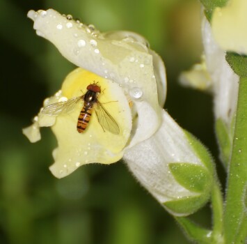 insekt på blomster besøgSC02016