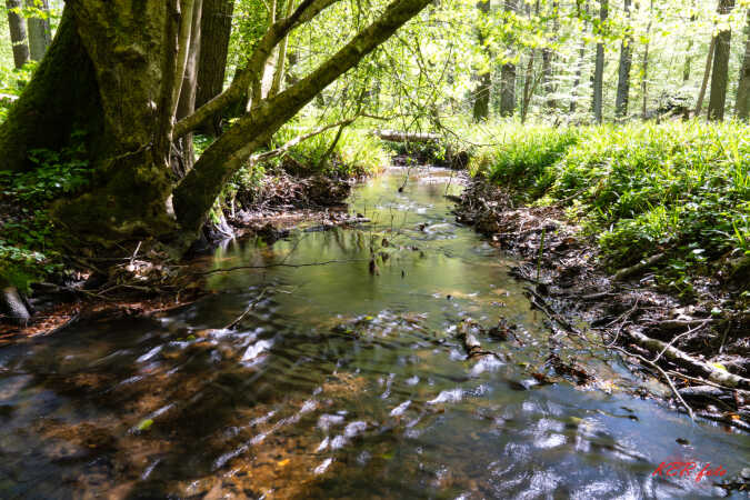 Forår i Gråsten skov