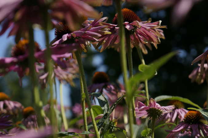 Blomst fra denne sommer