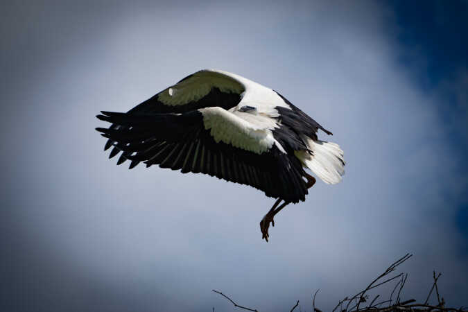 Stork fra Rens