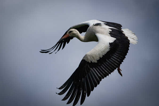 Stork fra Rens