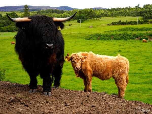 Highland kvæg fra Skotland.