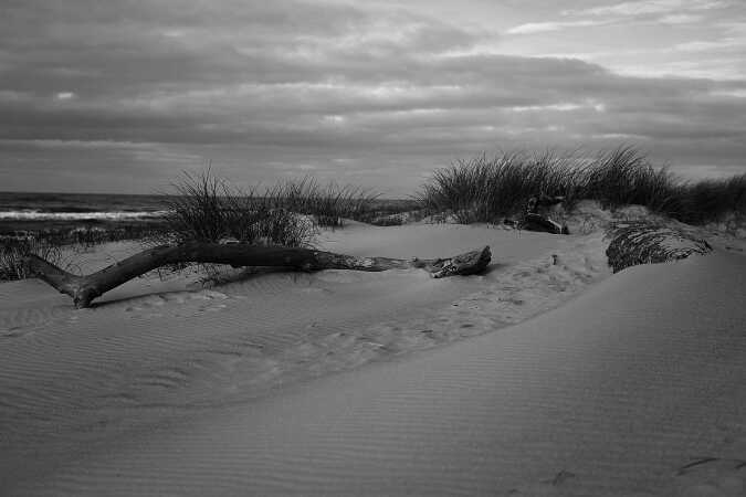 Træ blæst i land ved Nymindegab strand