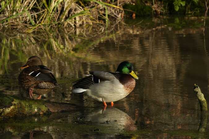 Ande par ved Hindemade 