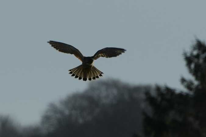 Kongens kær ved Vejle 02