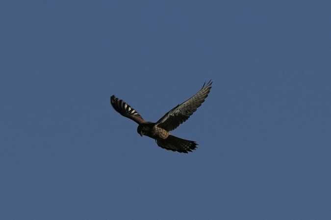 Kongens kær ved Vejle 01