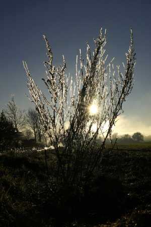 Isslag på planter i solen 