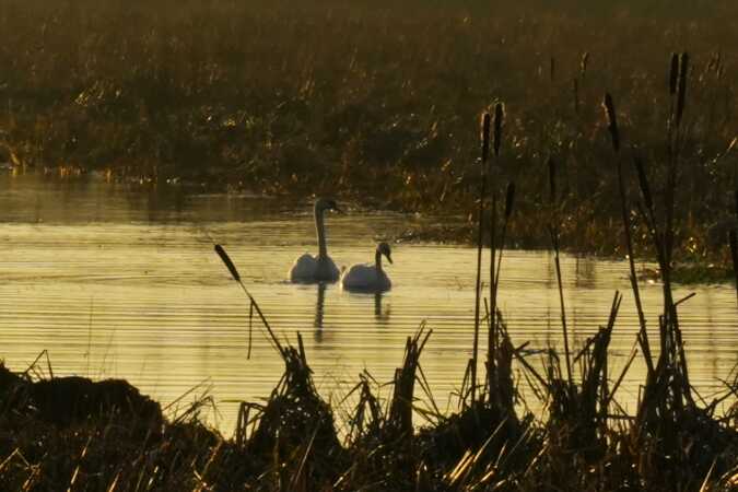Svaner i disen, i Vejleå 