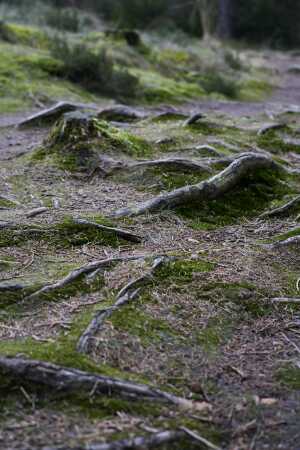 Skovbundens blodåre, 