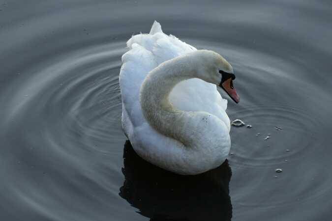 Smuk svane 