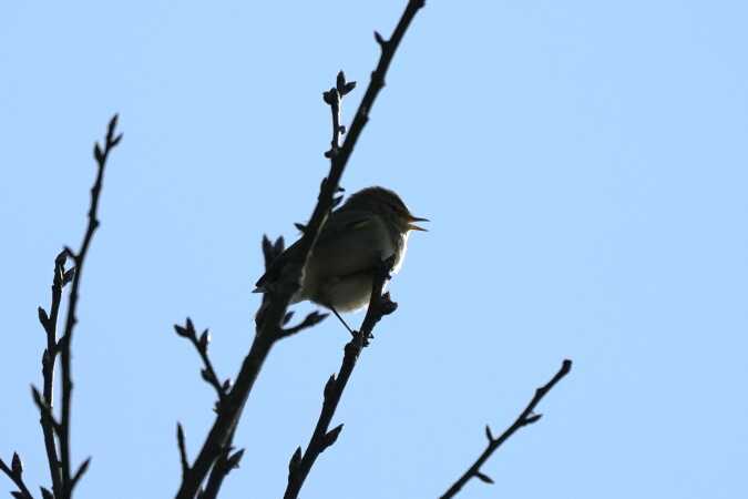 Fuglesang ved Rans fjord 