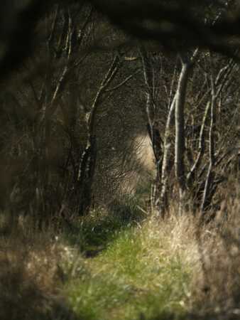 Stig ved Rans fjord, smal og lavt til loftet 