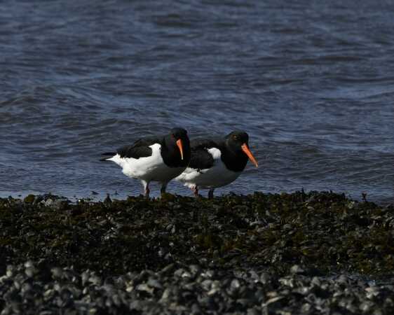 Herr og fru stand-skade nyder forårs solen