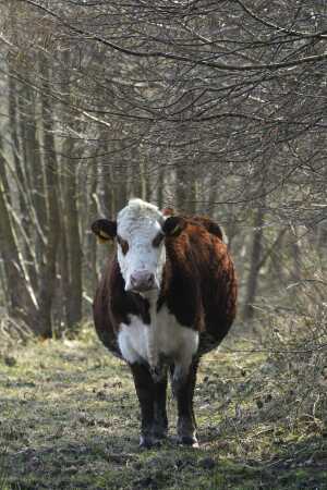Kommende bøffer ved Rans fjord
