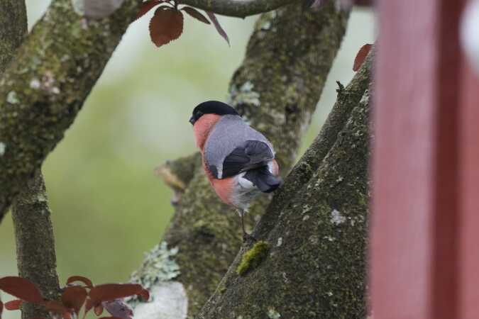 Dompap i kolonihaven i Vejle