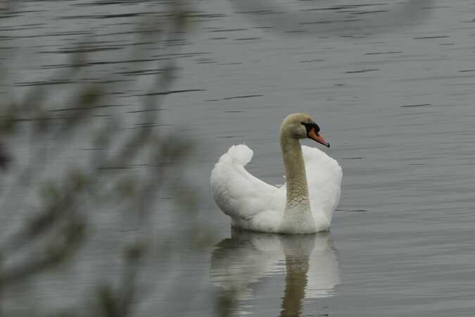 En smuk svane  