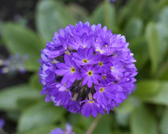 Forårs blomst i haven 