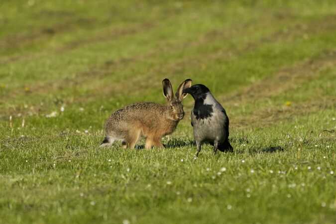 Skal vi lege... ved Tirsbæk gods Vejle