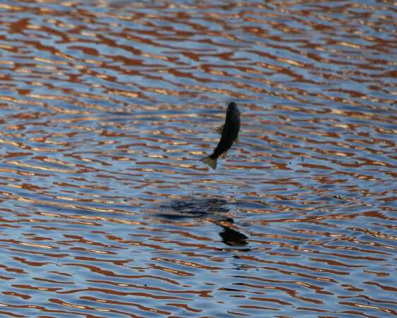 Fisk sprang i søen, ved Vejle