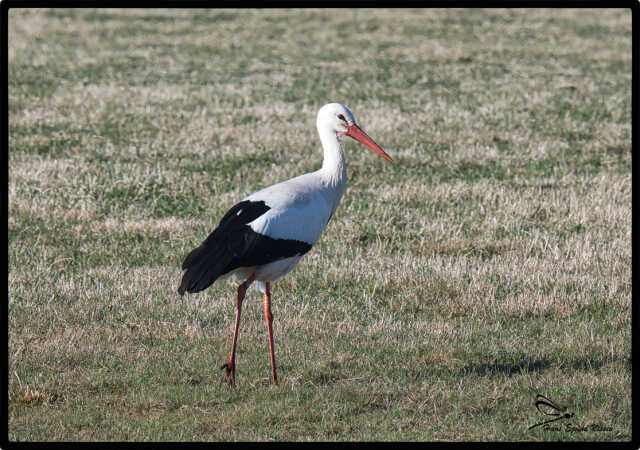 Storken fra Rens