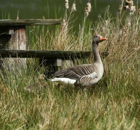 Mor og unge i solen ved Rørbæk sø 