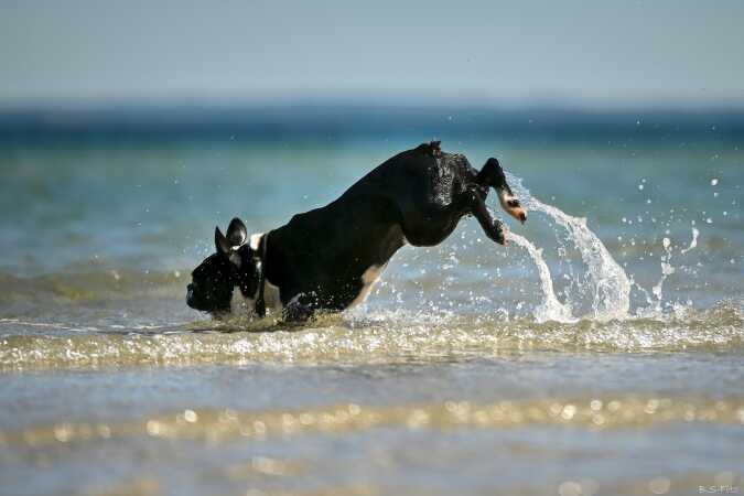 Vandhund
