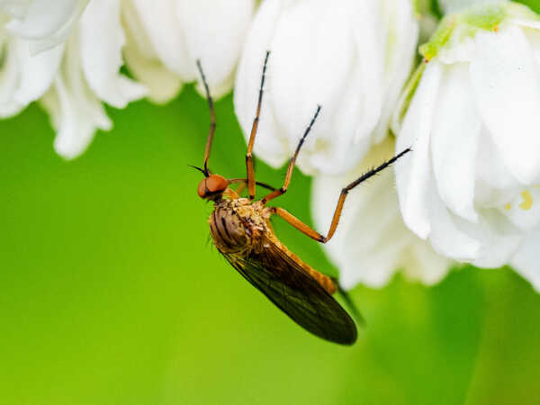 Makro 8