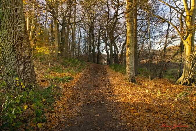 Når lyset falder ind i Skoven  