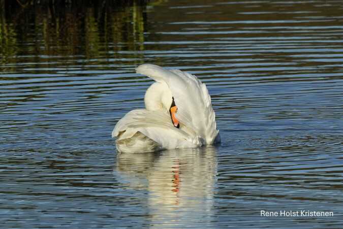 Svane ved Kongens kær Vejle