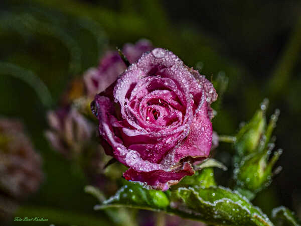 2025 nov 19 roser med rim Højgårdsvej 9 (1)