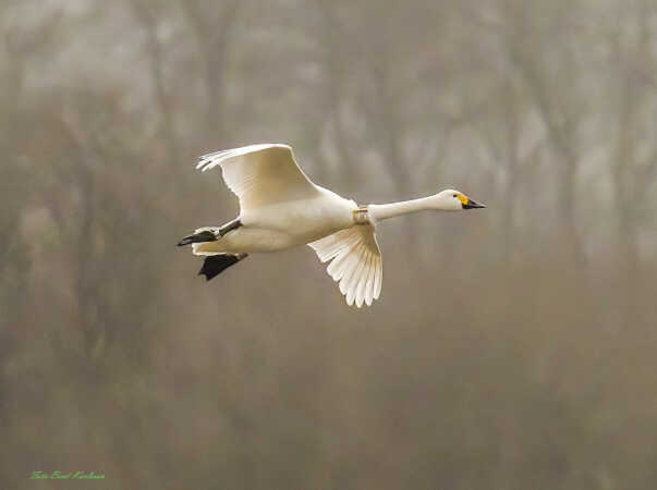 2025 dec 08 sangsvaner Rosendal Brøndlund (60)-SharpenAI-Focus