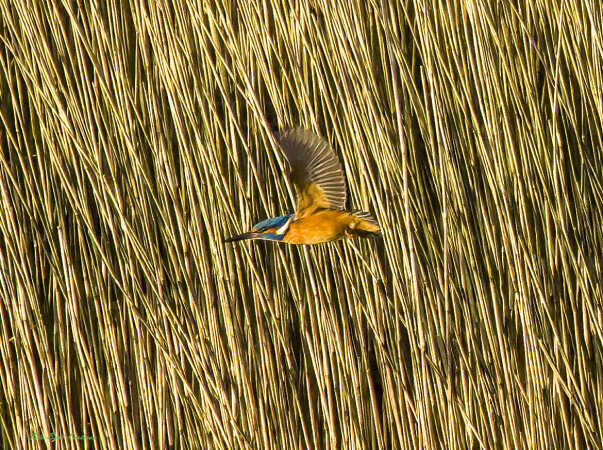 2025 dec 30  isfugl Kammerslusen (4)-SharpenAI-Focus-3