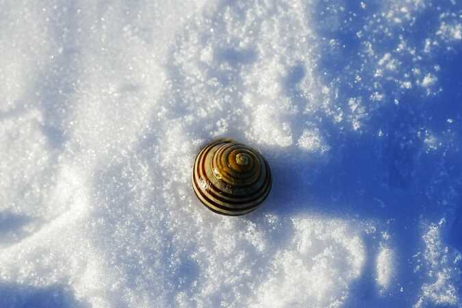 En snegl på afveje i sne