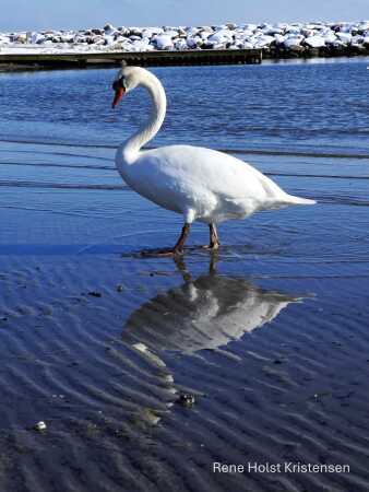 Flot svane i solen og spejl i vandet 
