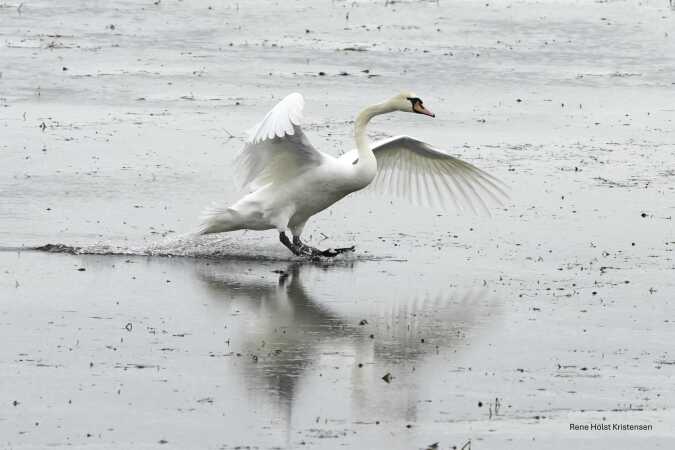 Uldum kær første forårs dag 