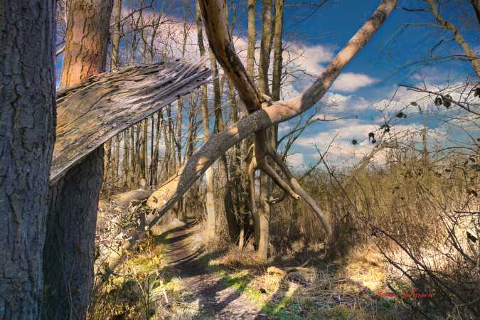 Når Kraftigt blæst har været på besøg