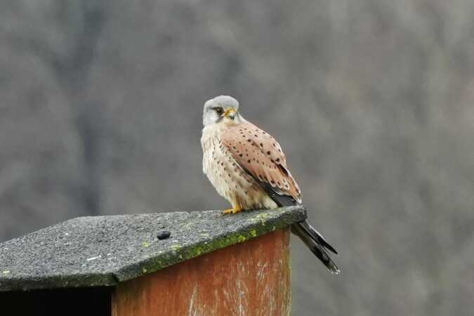 Jeg kan godt se dig. Kongens kær i vejle 