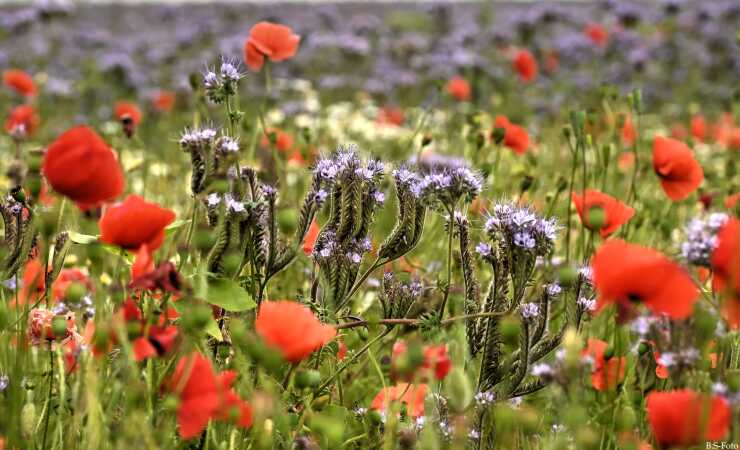 Sommer...