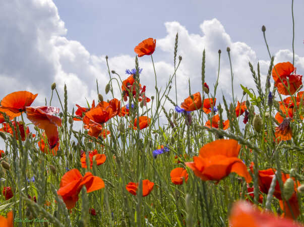 2026 jun 18 kornblomst valmuemark Hostrup (5)-SharpenAI-Motion
