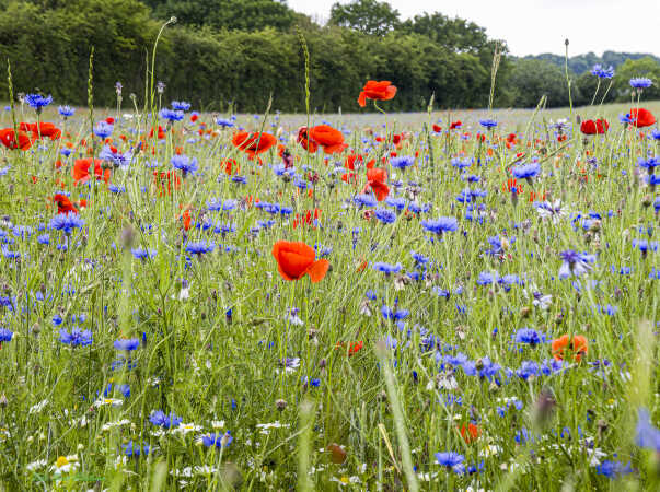 2026 jun 18 kornblomst valmuemark Hostrup (22)-SharpenAI-Motion
