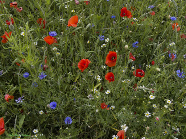 2026 jun 18 kornblomst valmuemark Hostrup (8)-SharpenAI-Motion