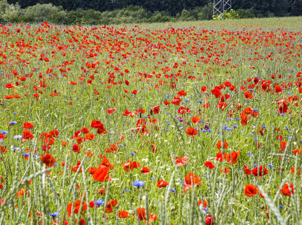 2026 jun 18 kornblomst valmuemark Hostrup (2)-SharpenAI-Motion