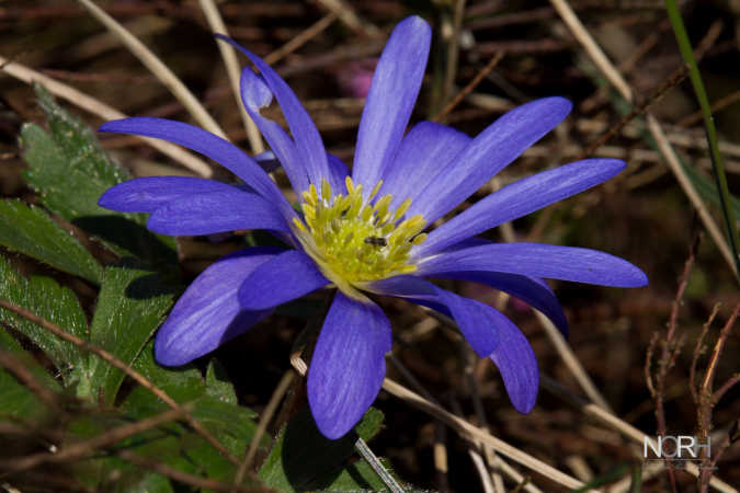 Blå Anemone