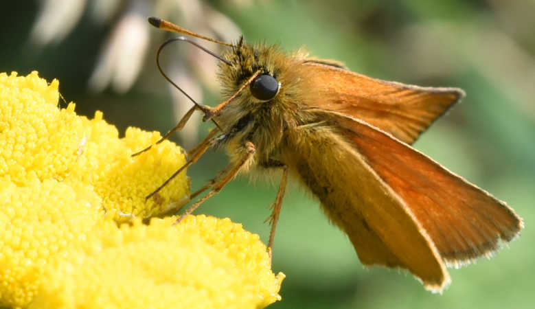 Renser følsehorn