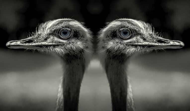 Ostrichs