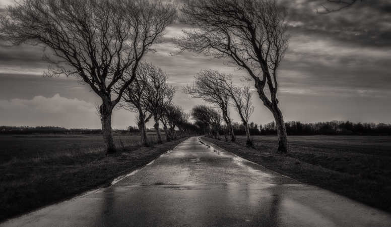 Road and trees 1