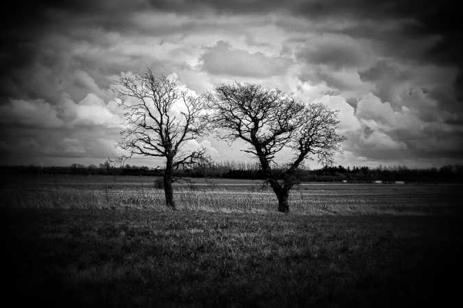 Two Trees in a lonely place_