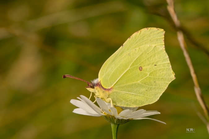 Citronsommerfugl