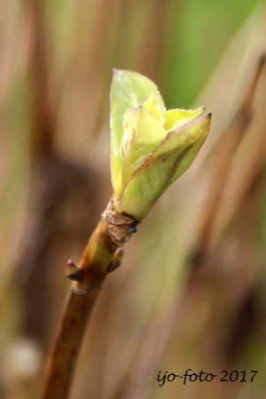 hortensia knop